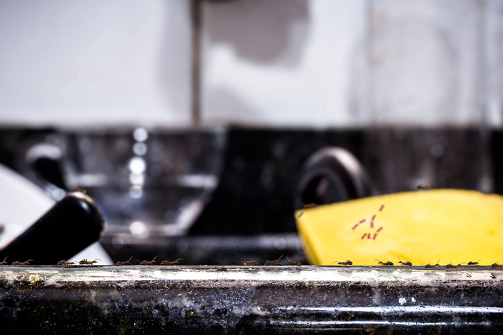 Very Tiny Ants around Kitchen Sink